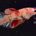 Halfmoon Nemo (F)