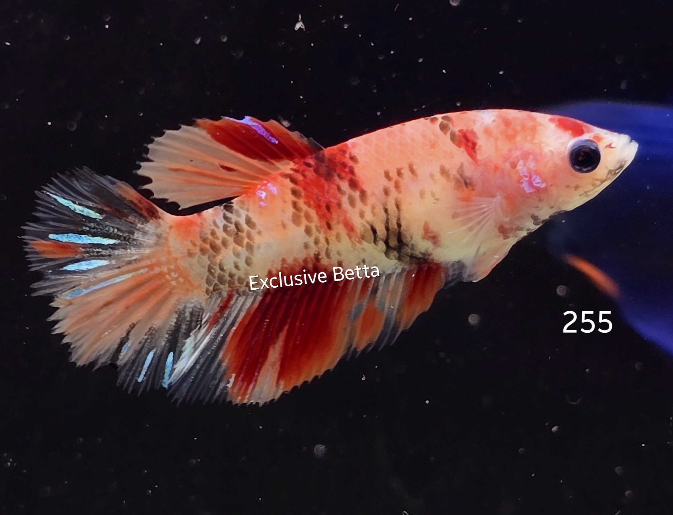 2025/02/1000760568.jpg Halfmoon Nemo (F) - Image 1