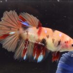 Halfmoon Nemo (F)