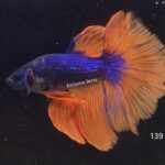 Halfmoon Mustard Gas (M)