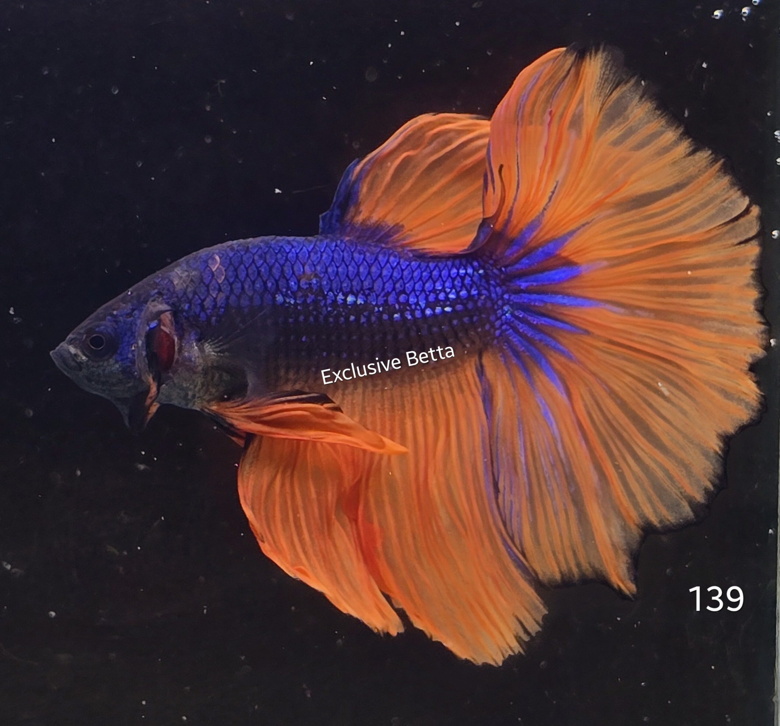 2025/02/1000760651-scaled.jpg Halfmoon Mustard Gas (M) - Image 1