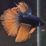 Halfmoon Mustard Gas (M)