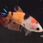 Plakat Nemo (F)