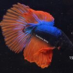 Halfmoon Mustard Gas (M)