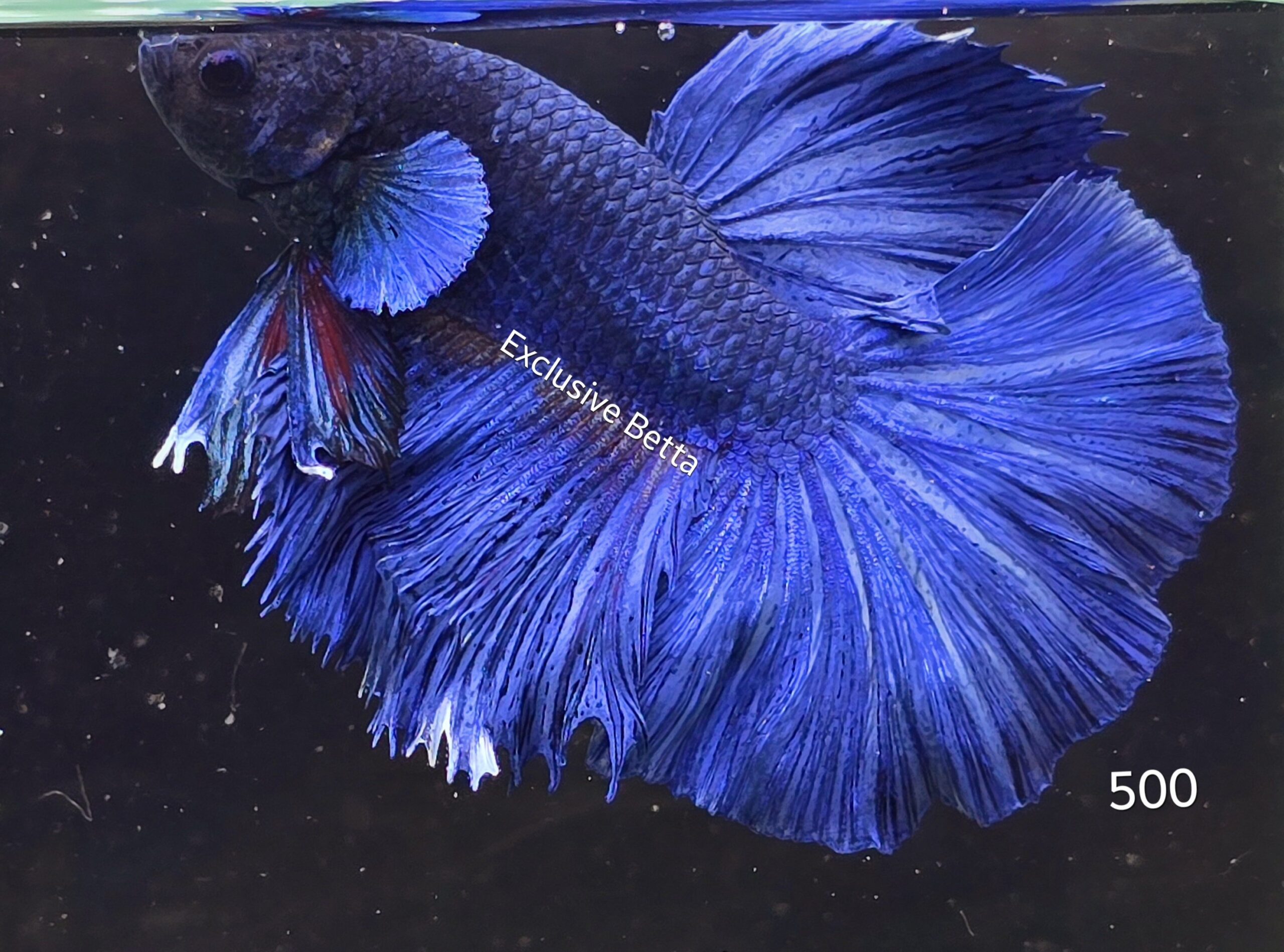 2025/02/1000760770-scaled.jpg Halfmoon (M) - Image 1