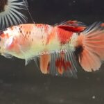 Halfmoon Nemo (F)