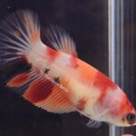 Halfmoon Nemo (F)