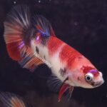 Halfmoon Nemo (F)