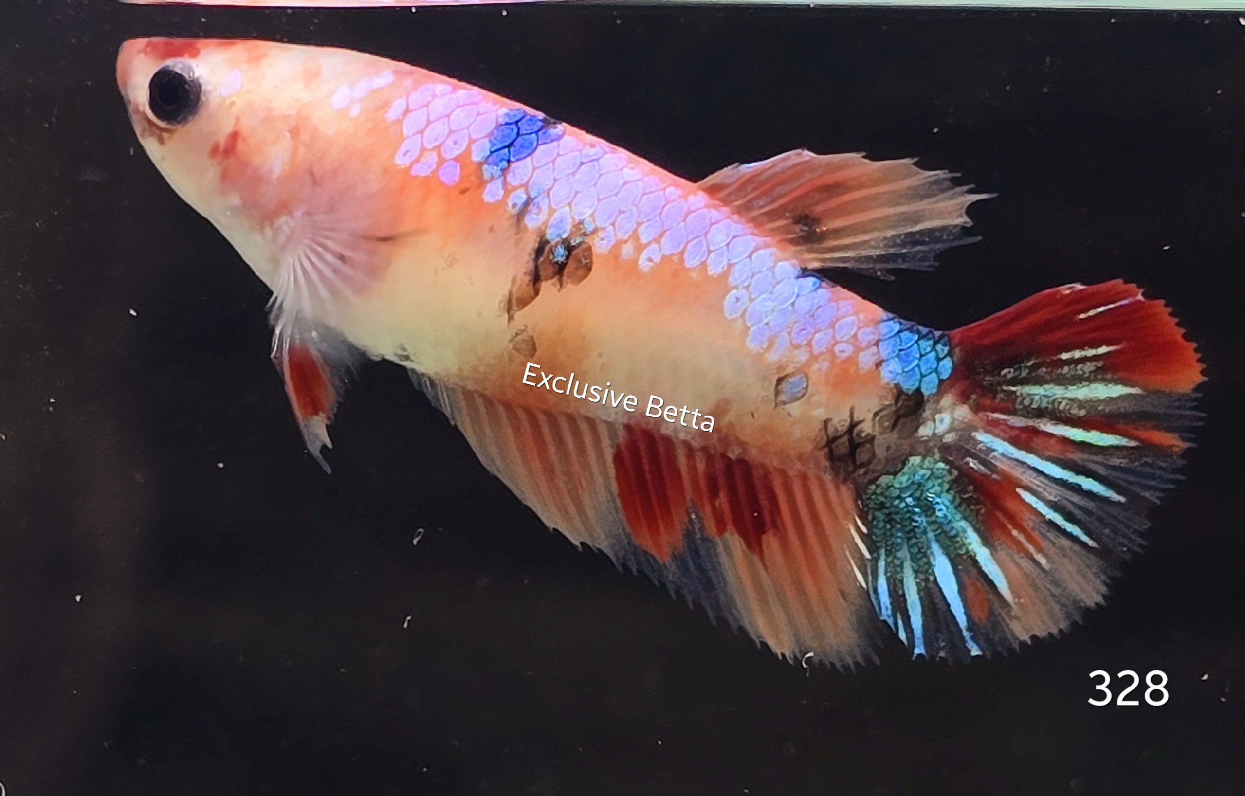 2025/02/1000764432.jpg Halfmoon Candy (F) - Image 1