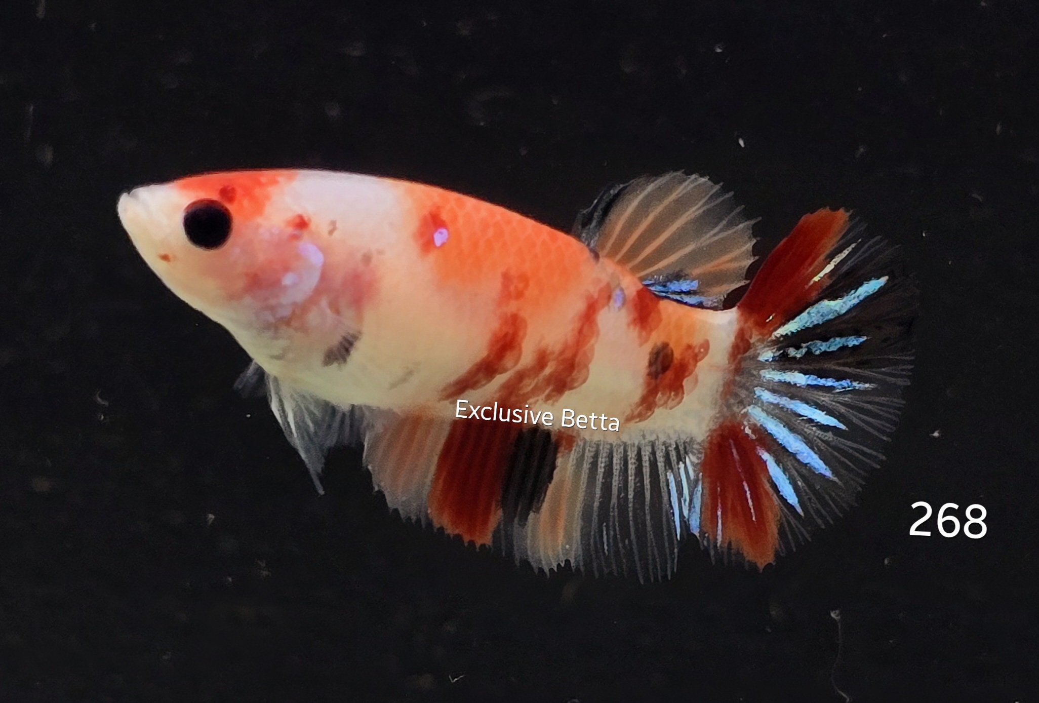 2025/02/1000764574.jpg Plakat Candy (F) - Image 1