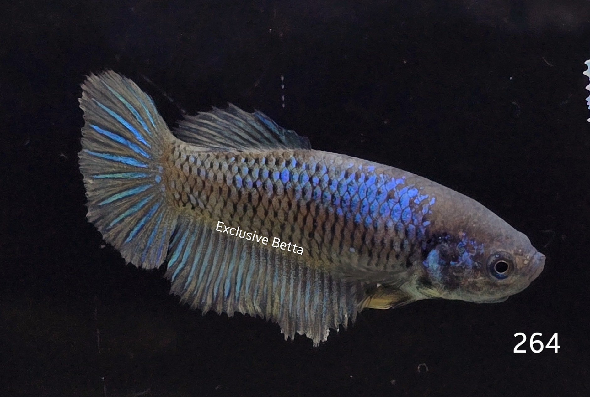 2025/02/1000764624.jpg Plakat Fancy (F) - Image 1