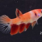 Halfmoon Nemo (F)