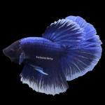 Halfmoon Butterfly (M)