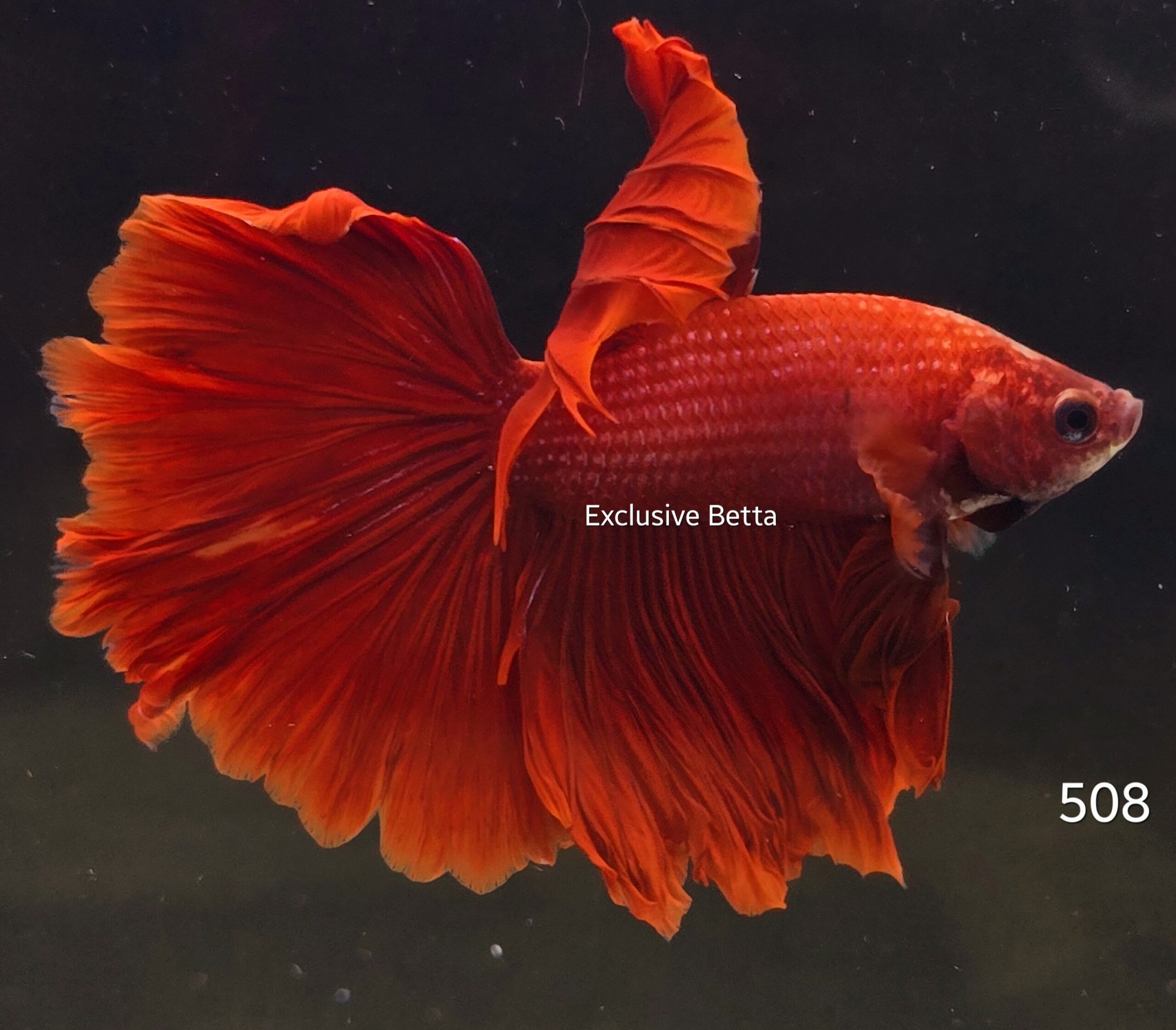 2025/02/1000796200-scaled.jpg Rosetail (M) - Image 1