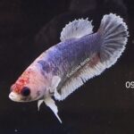 Plakat Koi Dumbo (F)