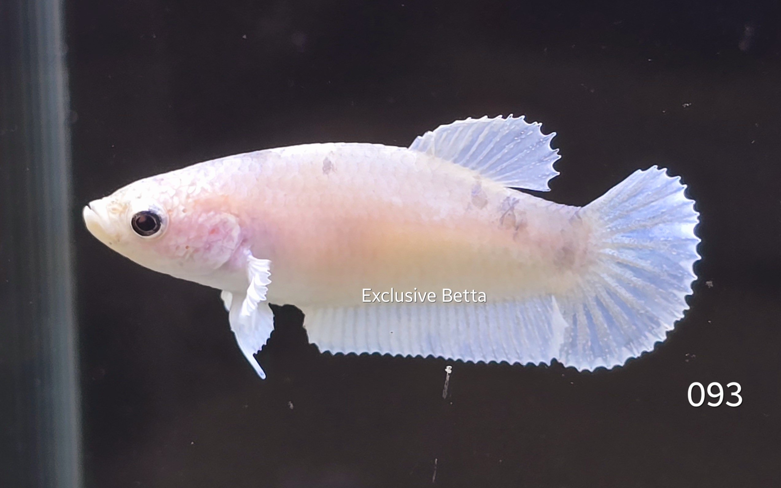 2025/02/1000796326.jpg Plakat Dumbo (F) - Image 1