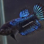 Crowntail Black Orchid (F)