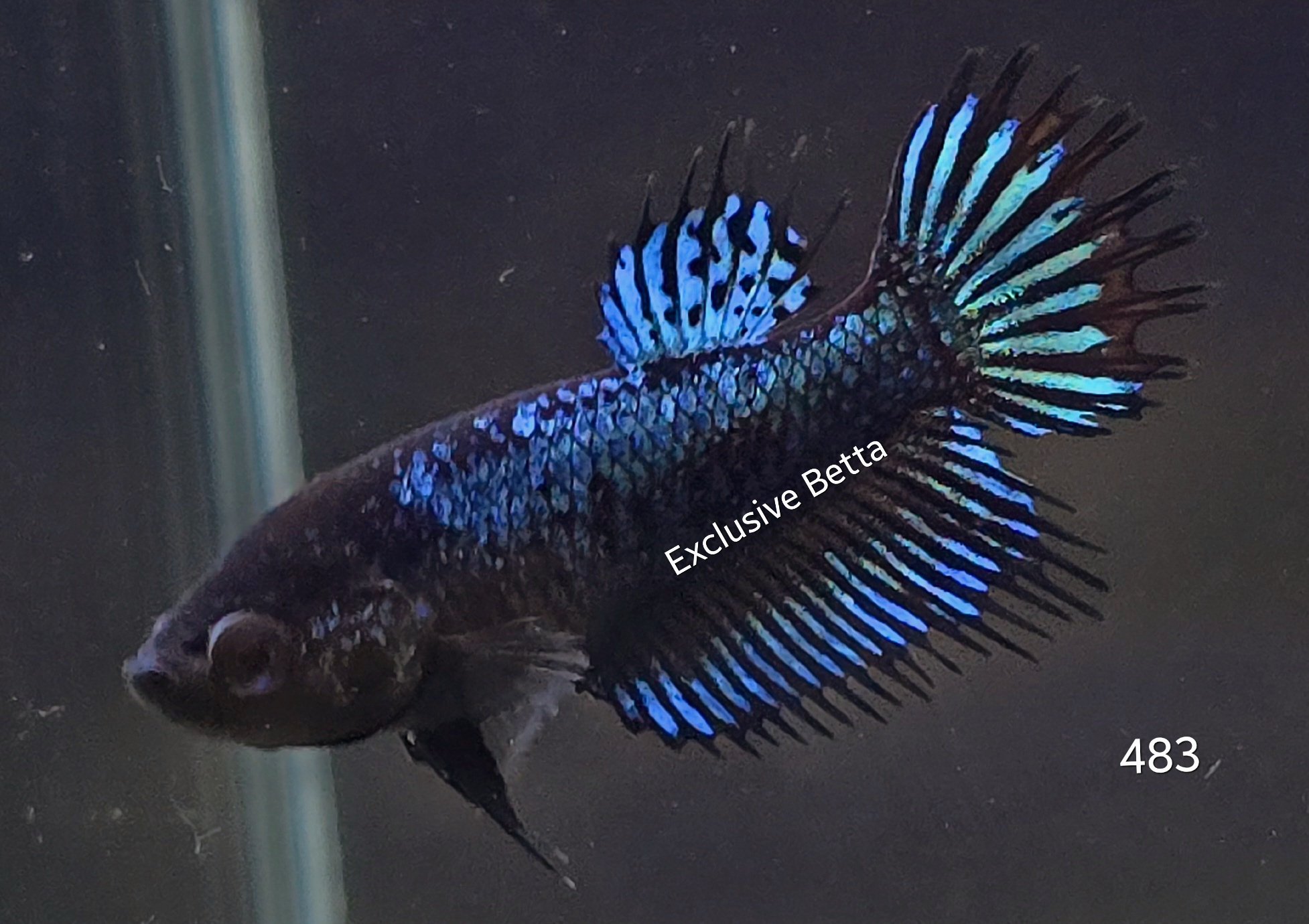 2025/03/1000824866.jpg Crowntail Black Orchid (F) - Image 1