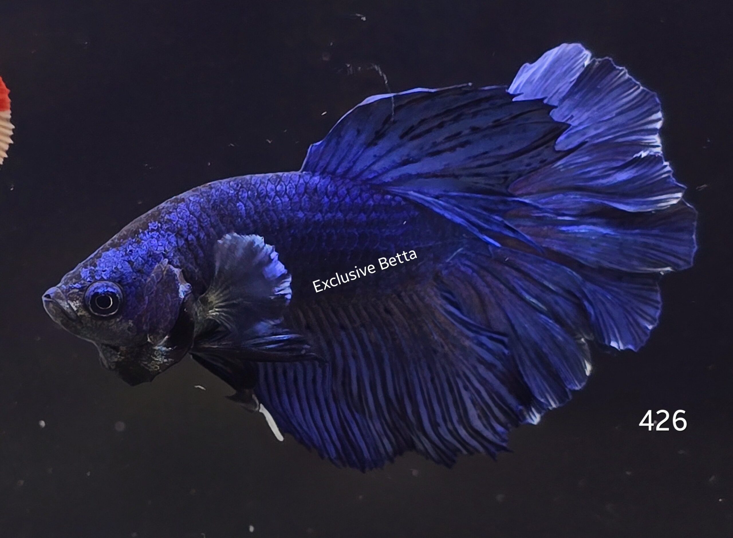 2025/03/1000824881-scaled.jpg Halfmoon Fancy (M) - Image 1