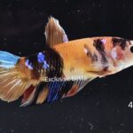 Halfmoon Koi (F)