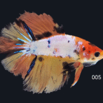 Halfmoon Koi (M)