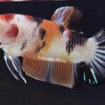 Plakat Giant Nemo (F)