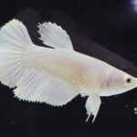 Halfmoon Platinum (F)