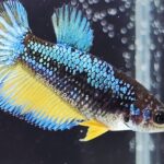 Halfmoon Mustard Gas (F)