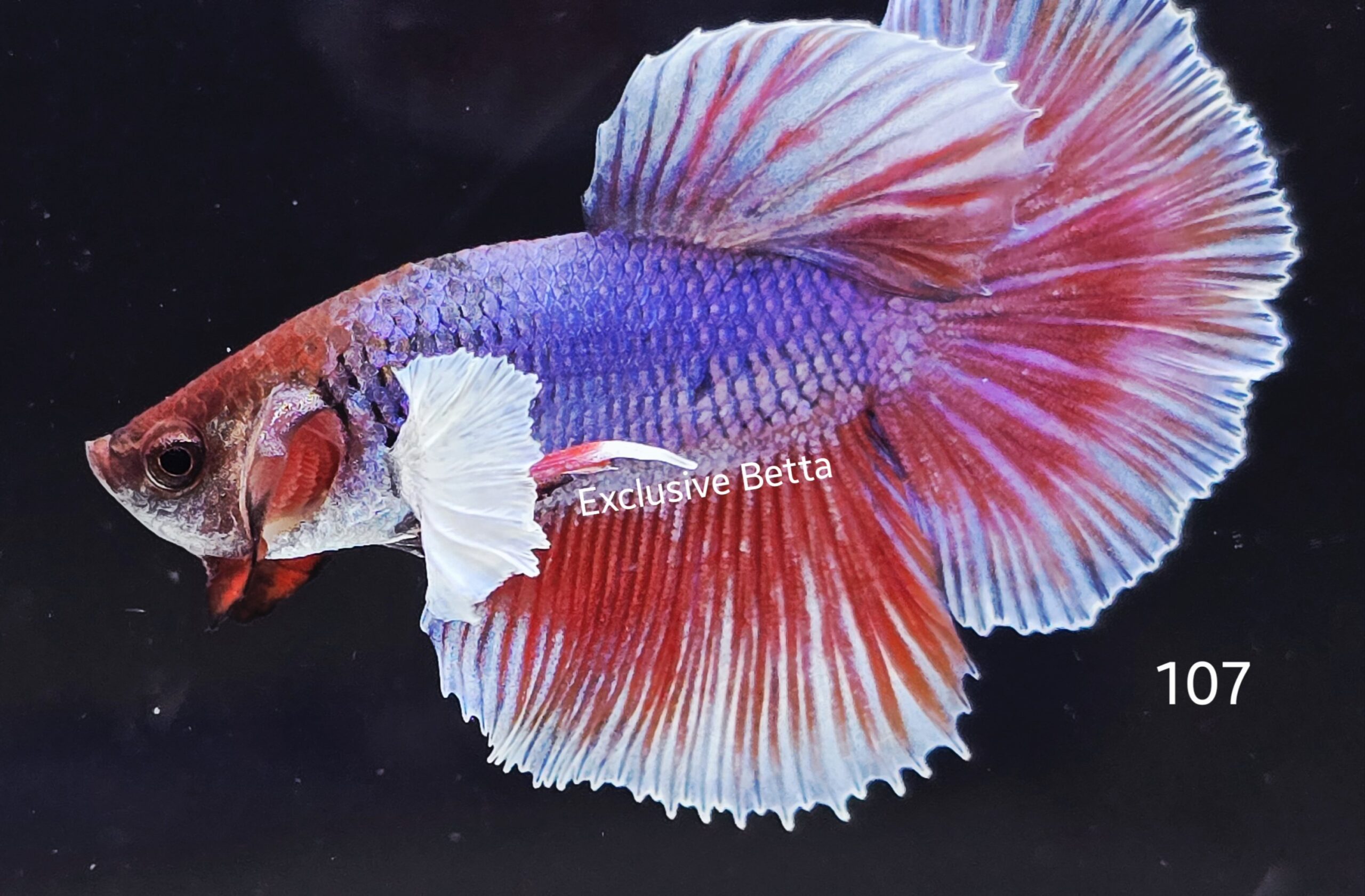 2025/04/1000914121-scaled.jpg Halfmoon Dumbo (M) - Image 1