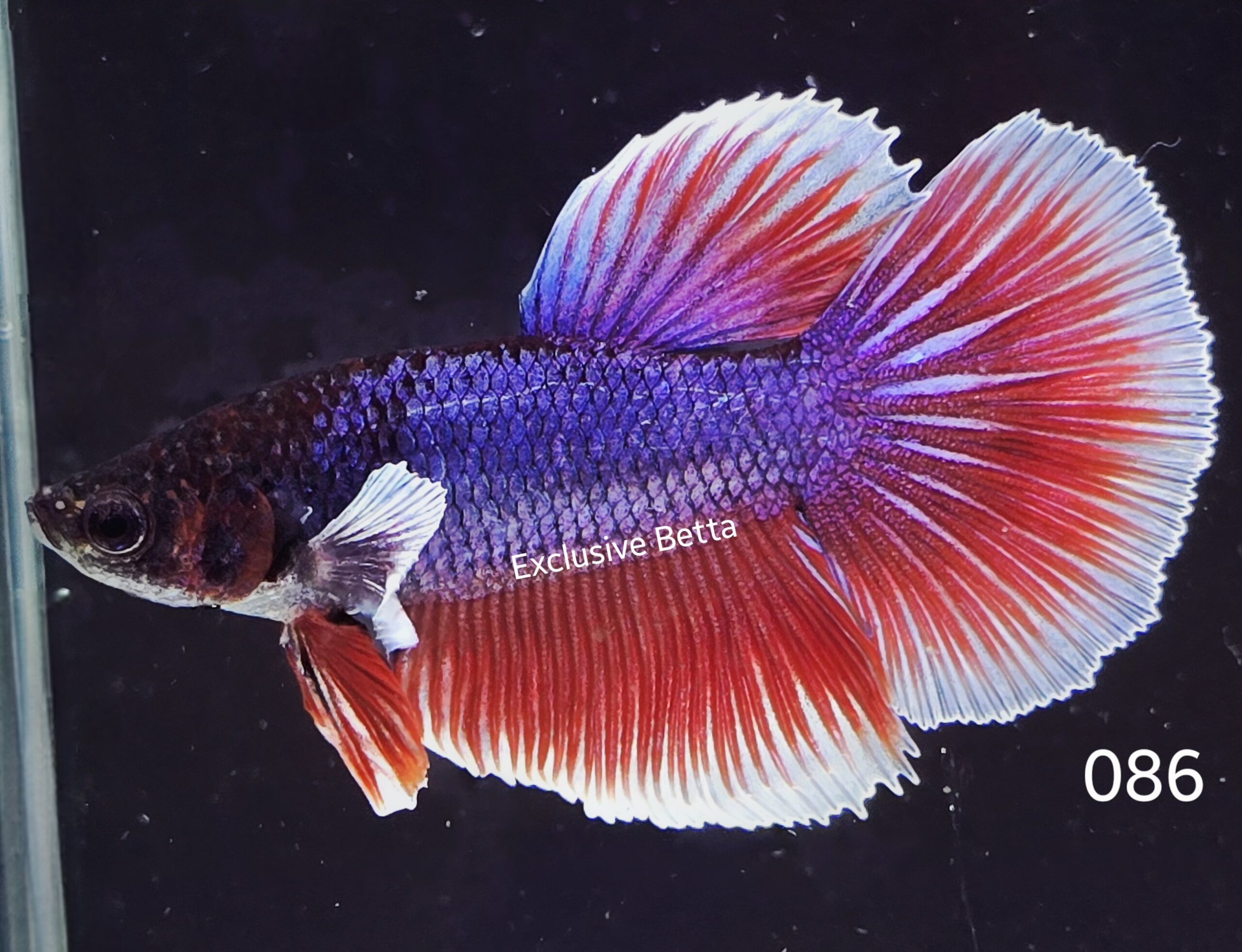 2025/04/1000914154-scaled.jpg Halfmoon Dumbo (M) - Image 1