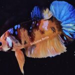 Plakat Giant Koi (M)