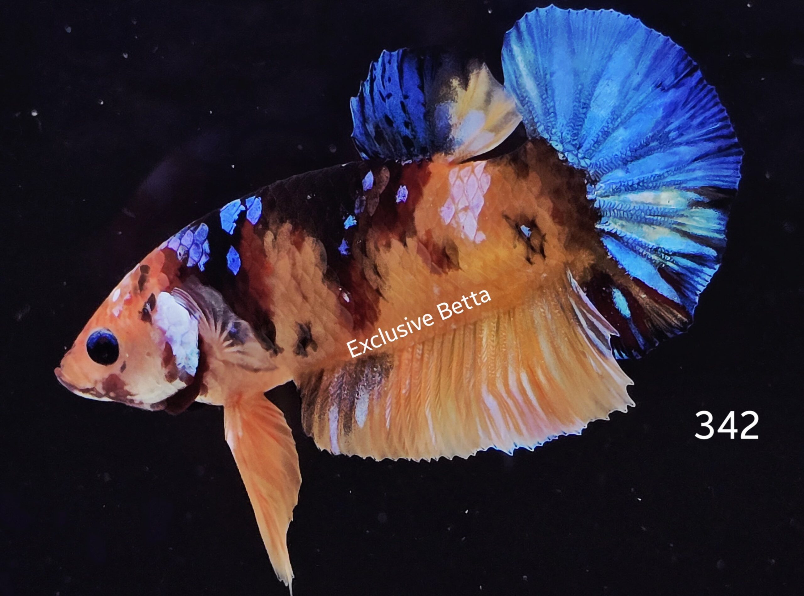 2025/04/1000914175-scaled.jpg Plakat Giant Koi (M) - Image 1