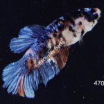 Plakat Giant Koi (F)