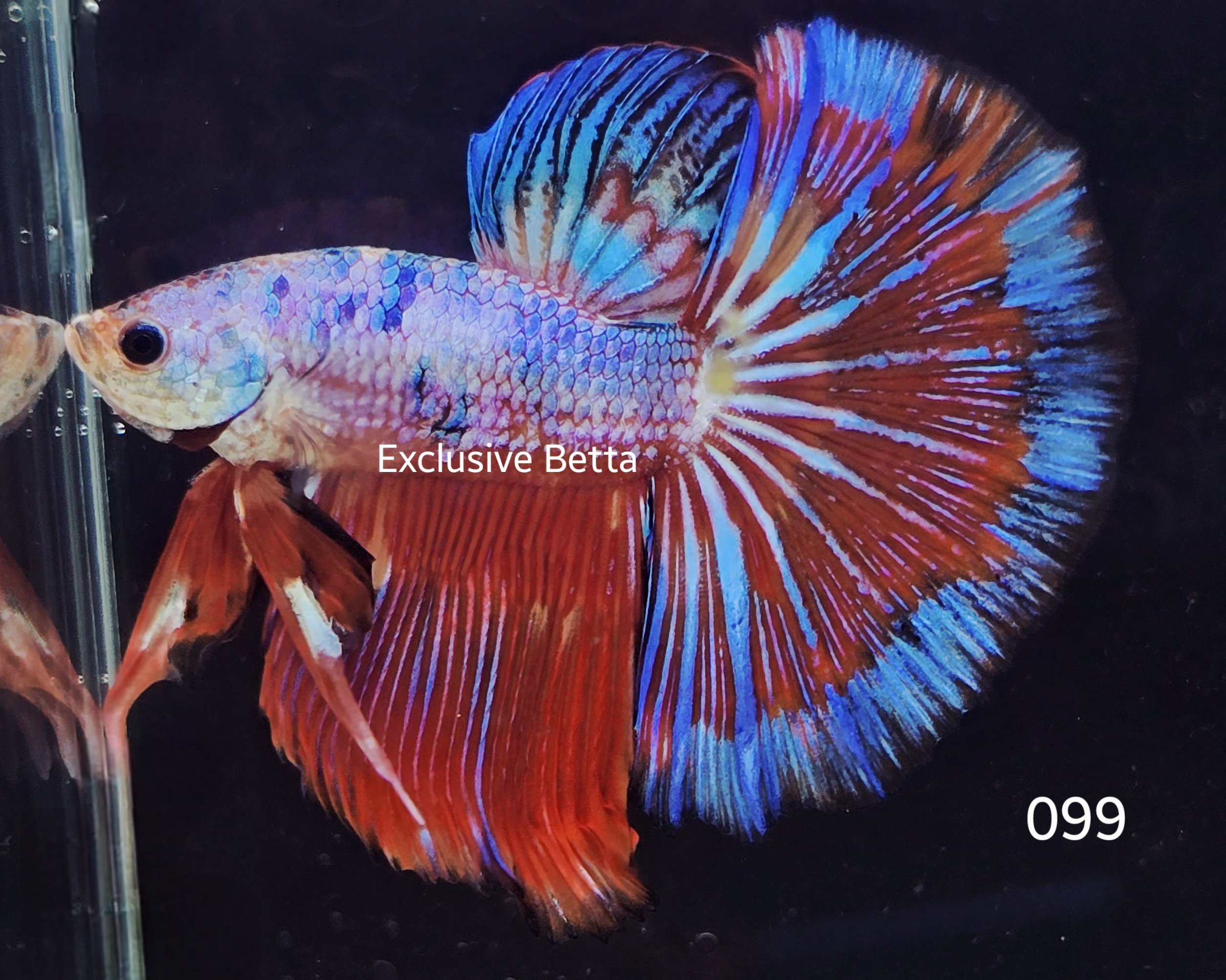 2025/04/1000914462.jpg Halfmoon Fancy (M) - Image 1