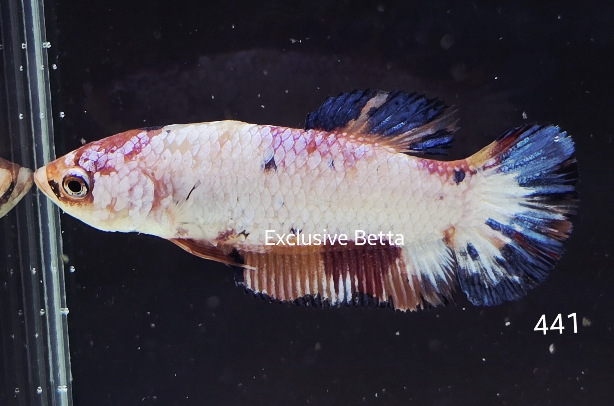 2025/04/1000914653-scaled.jpg Plakat Giant (F) - Image 1