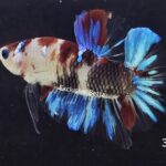Plakat Giant Koi (M)