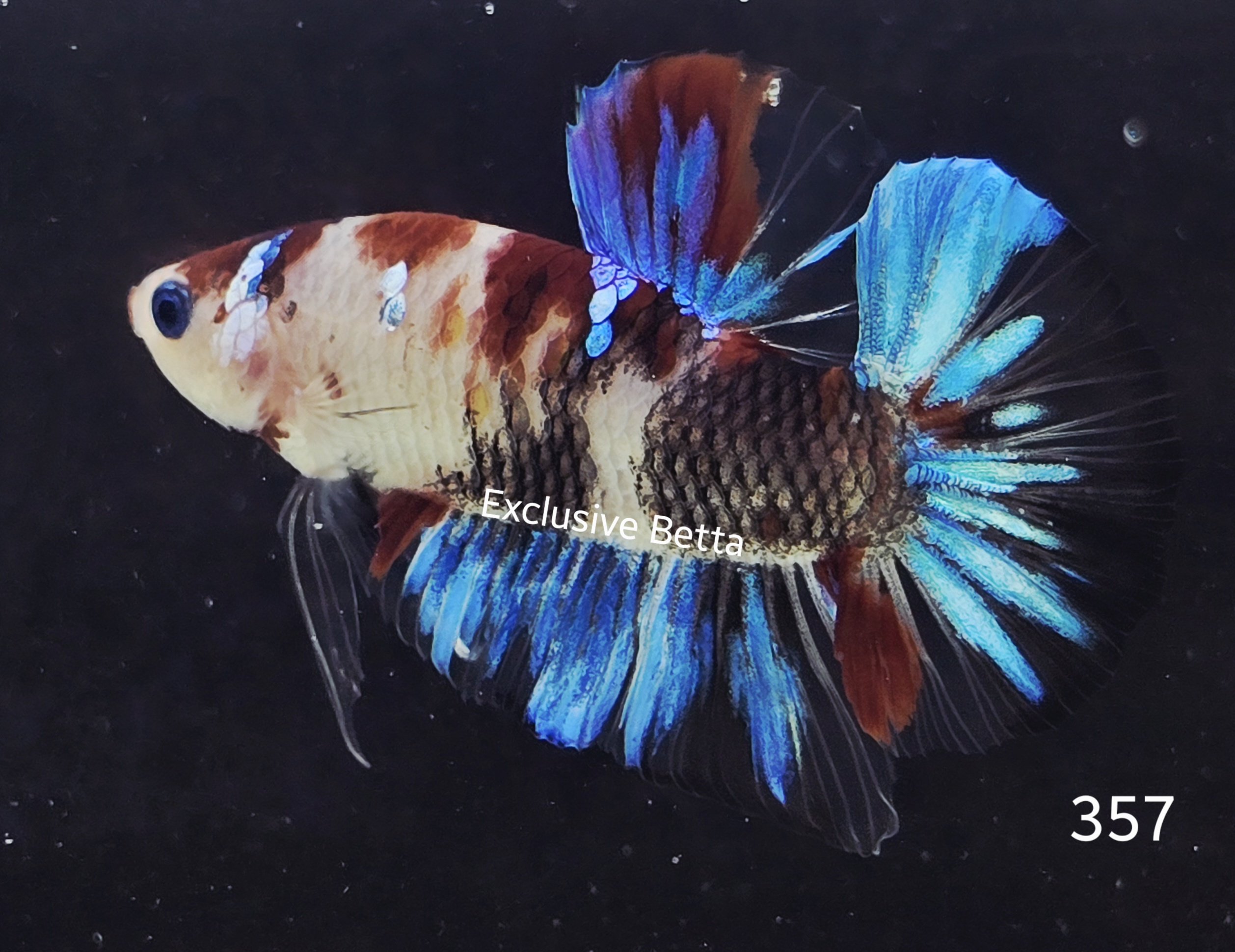 2025/04/1000914668.jpg Plakat Giant Koi (M) - Image 1