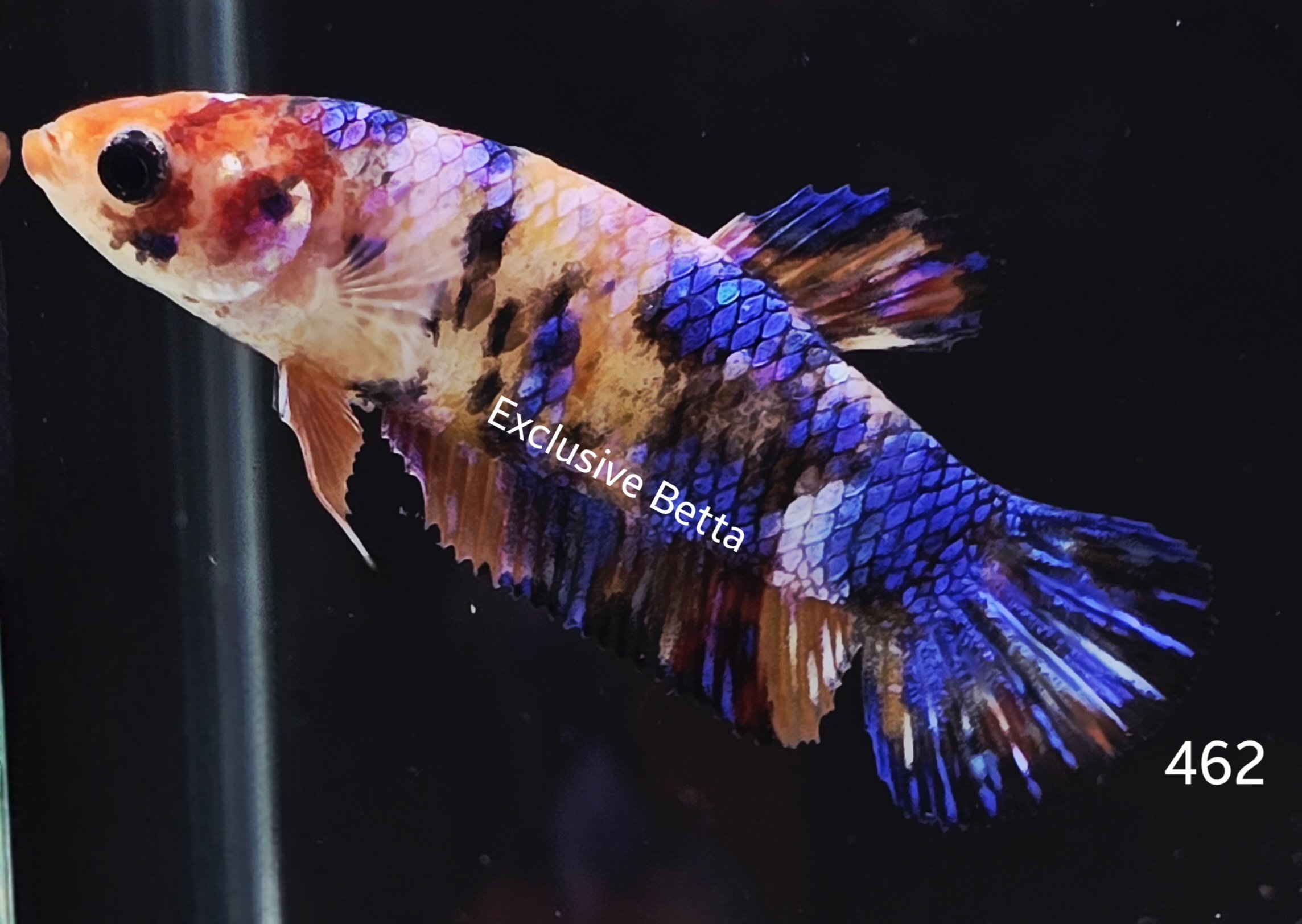 2025/04/1000916448.jpg Plakat Koi (F) - Image 1