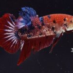 Plakat Giant Koi (M)
