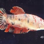 Plakat Giant Koi (F)