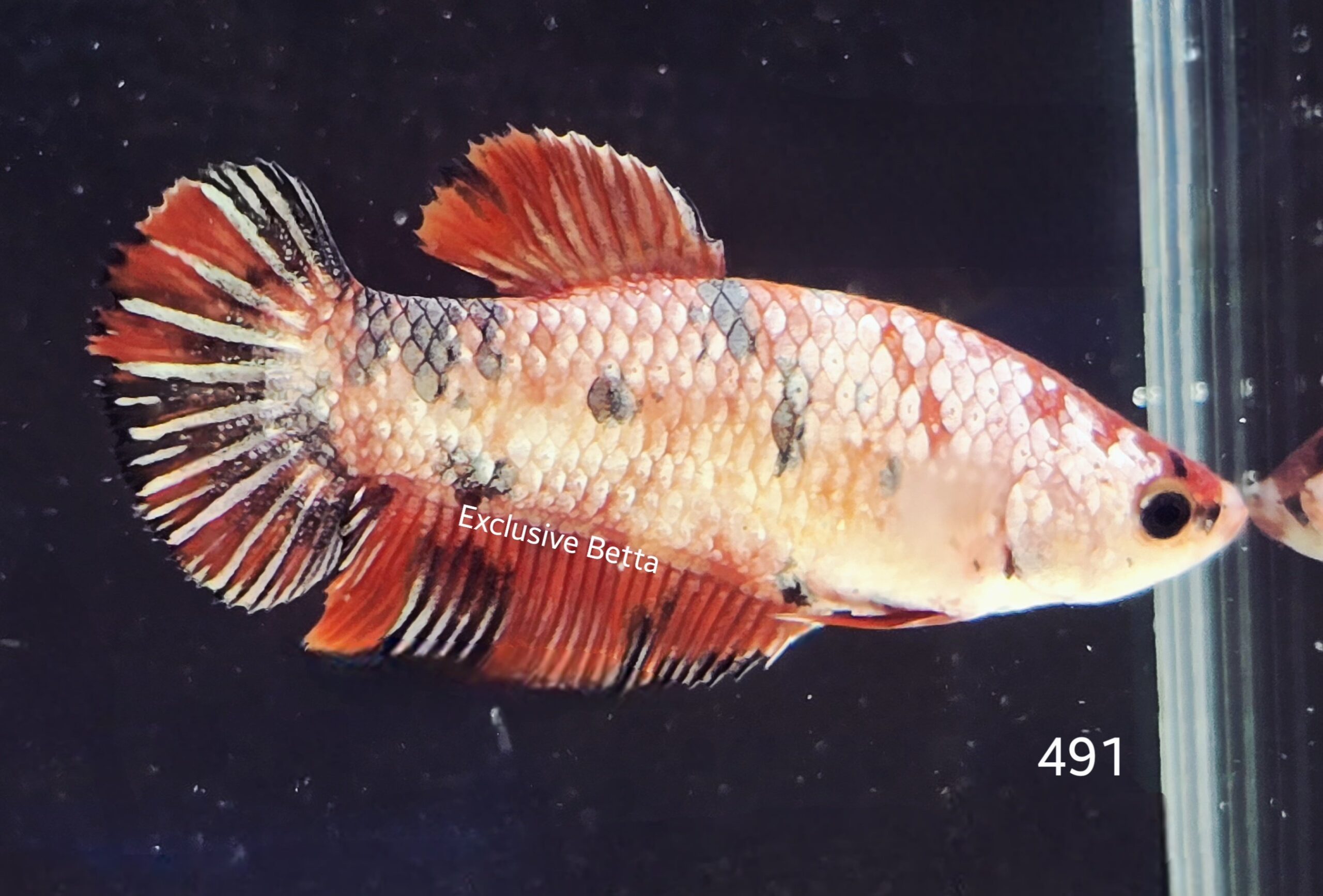 2025/04/1000916757-scaled.jpg Plakat Giant Koi (F) - Image 1