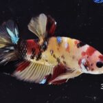 Plakat Giant Koi (M)