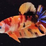 Plakat GIant Koi (M)