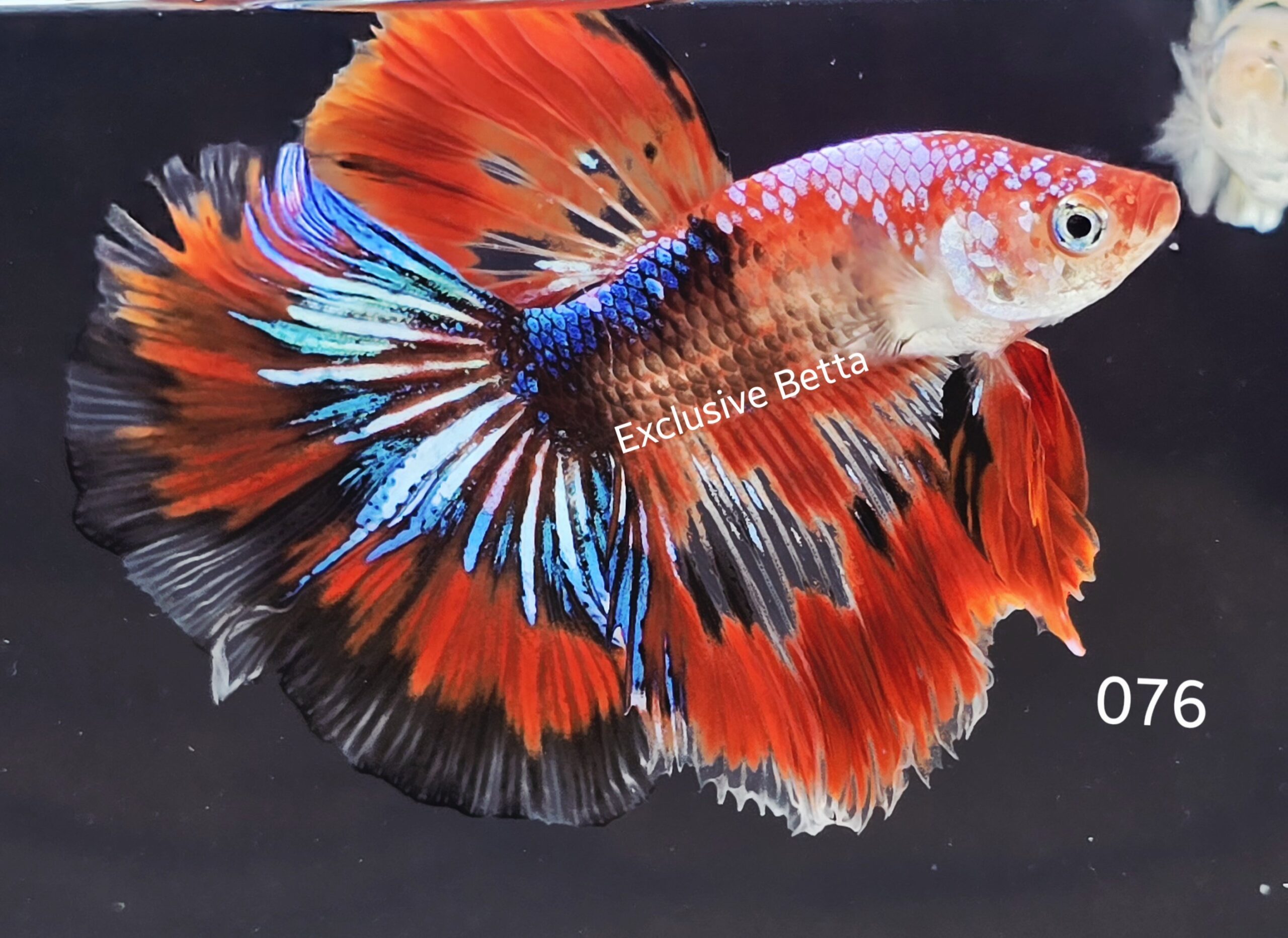 2025/04/1000917125-scaled.jpg Halfmoon Fancy (M) - Image 1