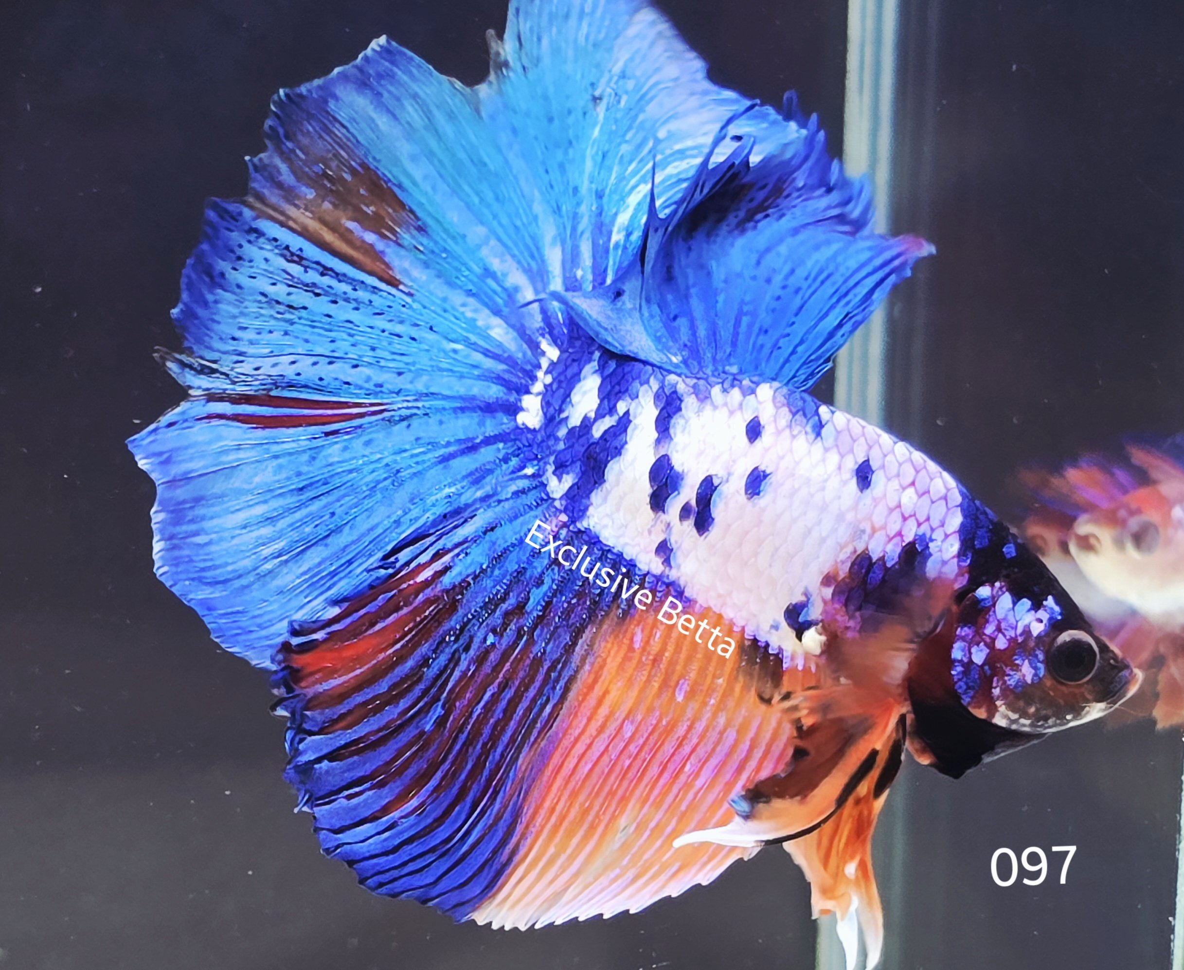 2025/04/1000917168.jpg Halfmoon Fancy (M) - Image 1