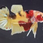 Plakat Giant Koi (M)