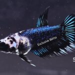 Crowntail (F)