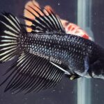 Crowntail Black Orchid (F)