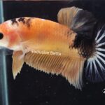 Plakat Nemo (F)