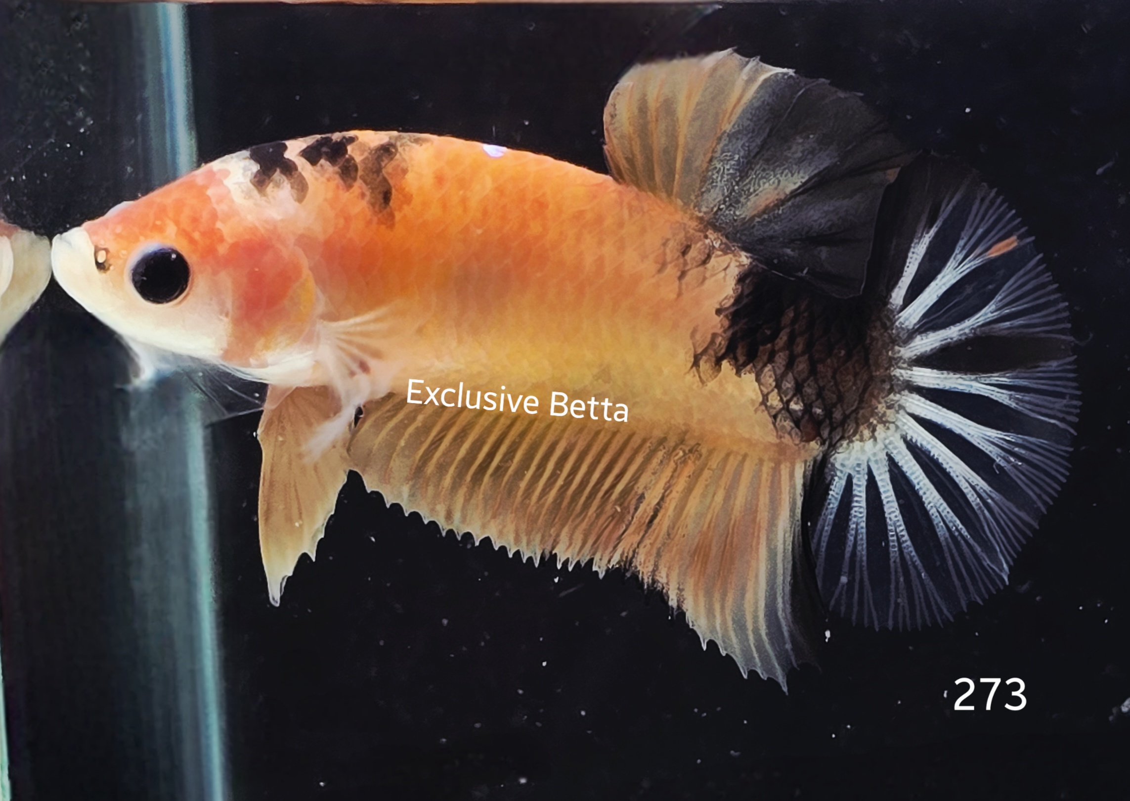 2025/05/1000927010.jpg Plakat Nemo (F) - Image 1